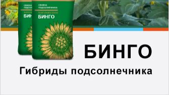 Гибрид подсолнечника БИНГО