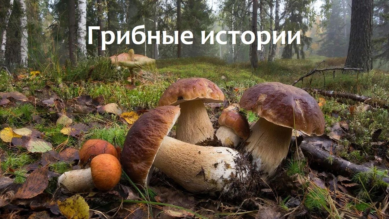 Грибные истории