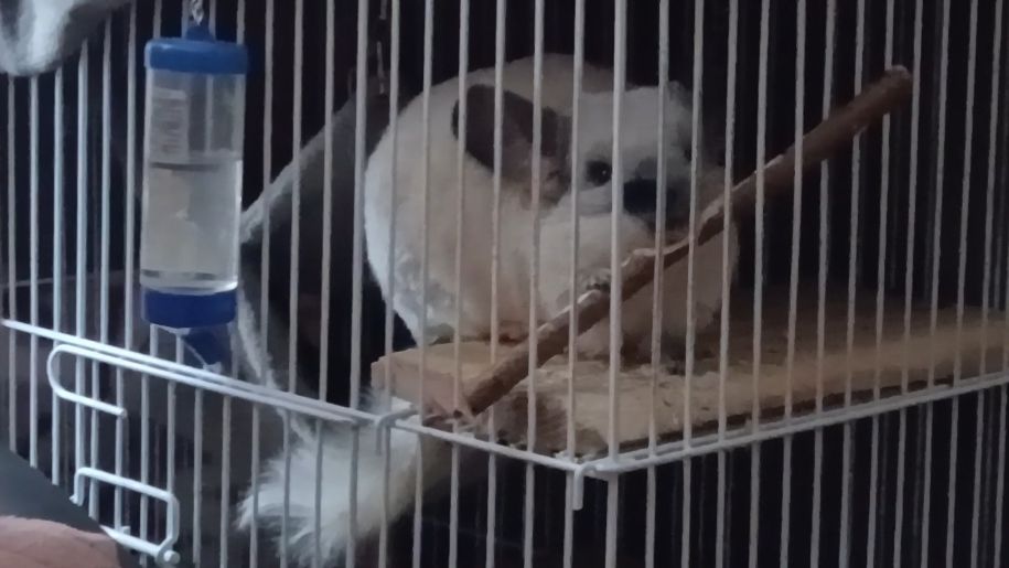ТРИ 🐭🐰🐭ШИНШИЛЛЫ. Питомцы Лены Сильвер