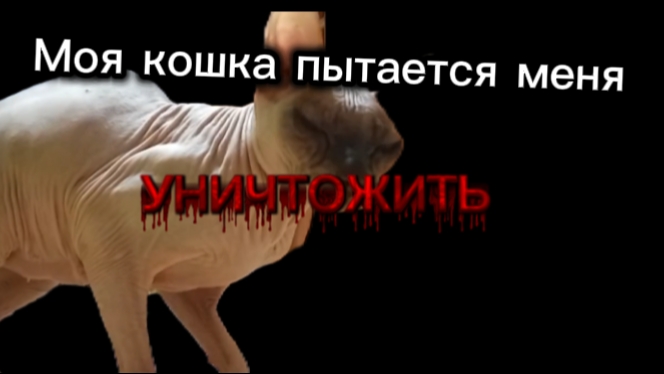 Моя кошка пытается меня уничтожить