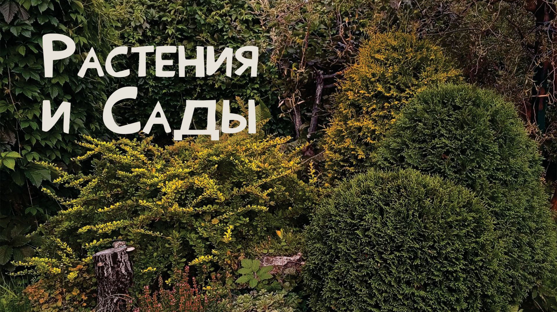 Растения и сады