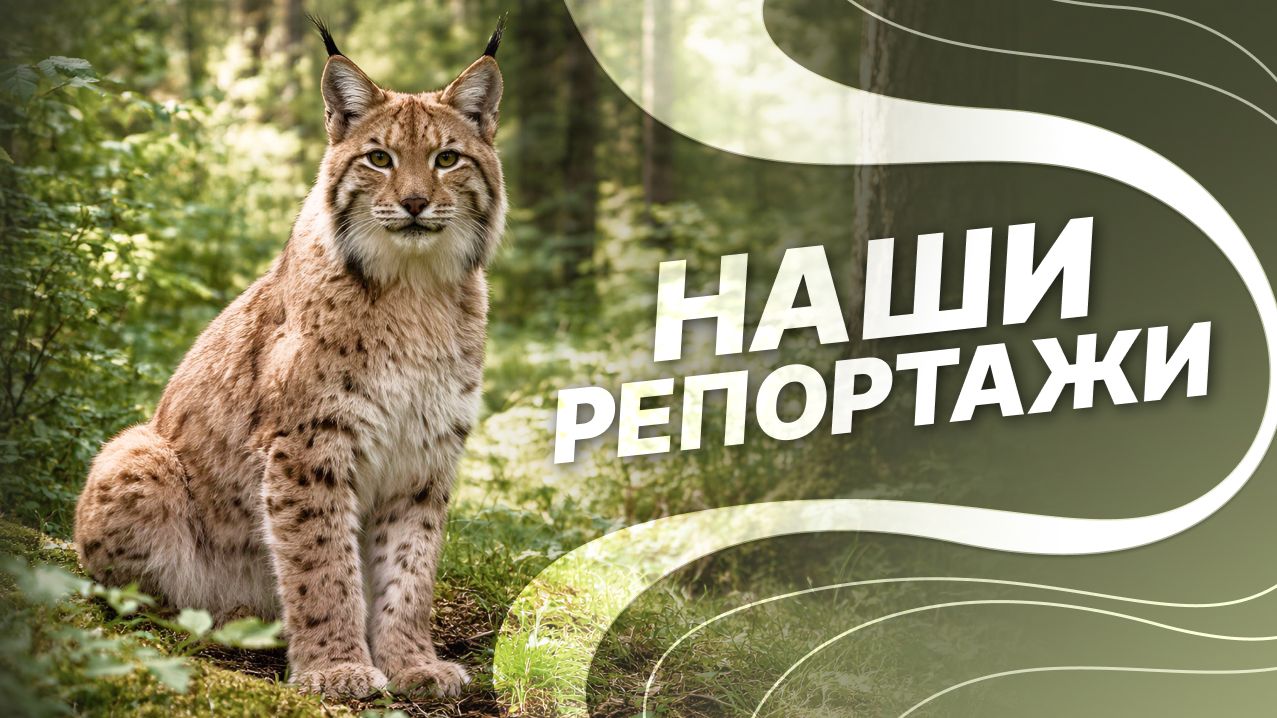 Наши репортажи