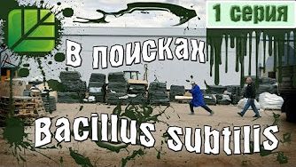 В поисках Bacillus Subtilis