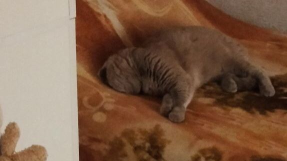 Мой Кот Барсик