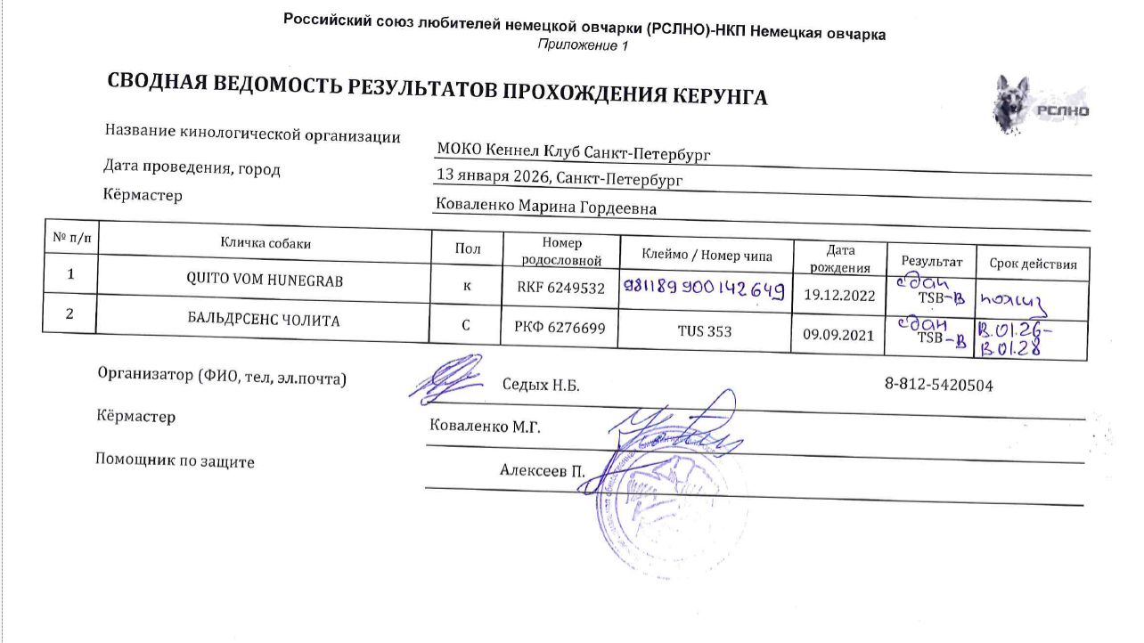Кёрунг САНКТ-ПЕТЕРБУРГ 13 янв`26 (М.Коваленко) 2 собаки