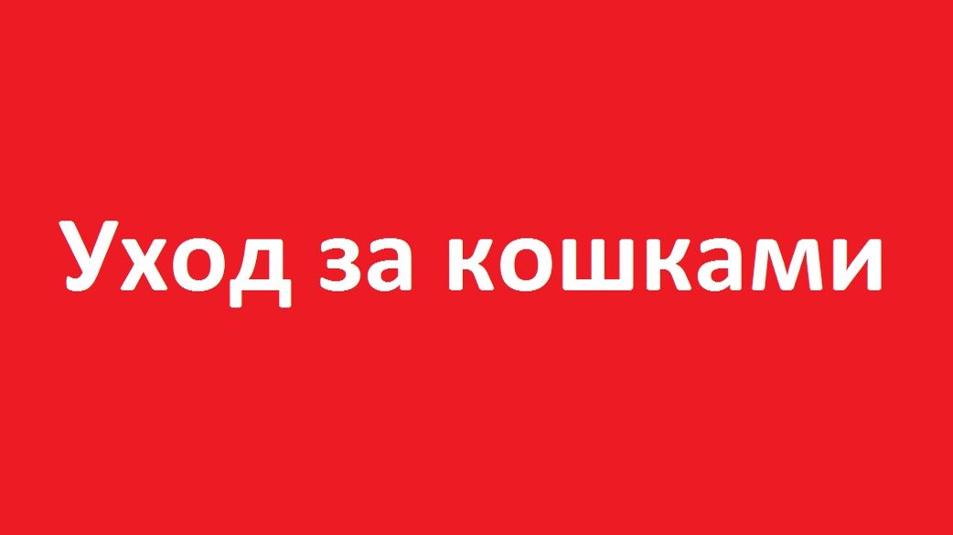 Уход за кошками
