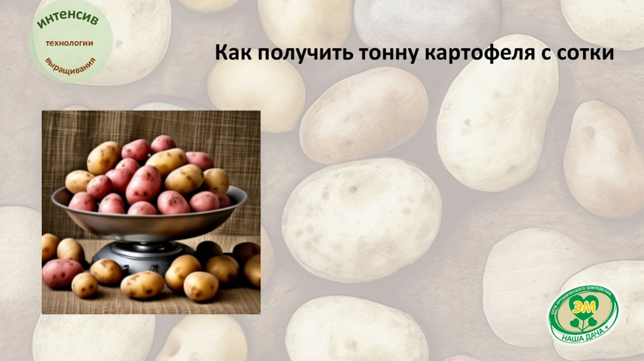 Интенсив Как получить тонну картофеля с сотки