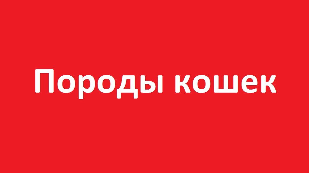 Породы кошек