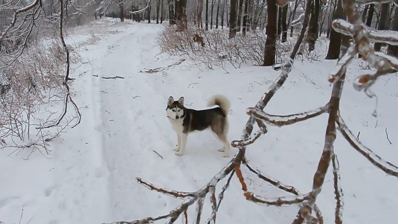 ЛЮБИМАЯ ХАСКИ АСЯ