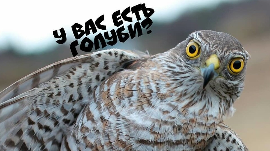Атаки ястреба на голубей
