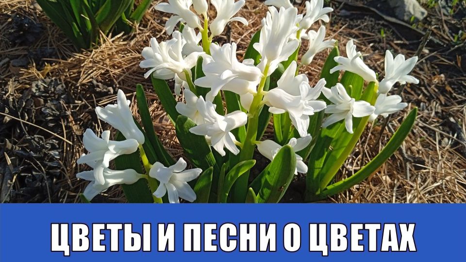ЦВЕТЫ И ПЕСНИ О ЦВЕТАХ