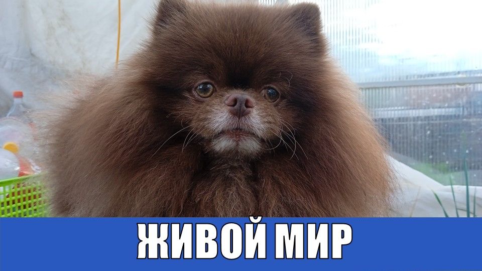 ЖИВОЙ МИР: ЖИВОТНЫЕ, ПТИЦЫ, НАСЕКОМЫЕ