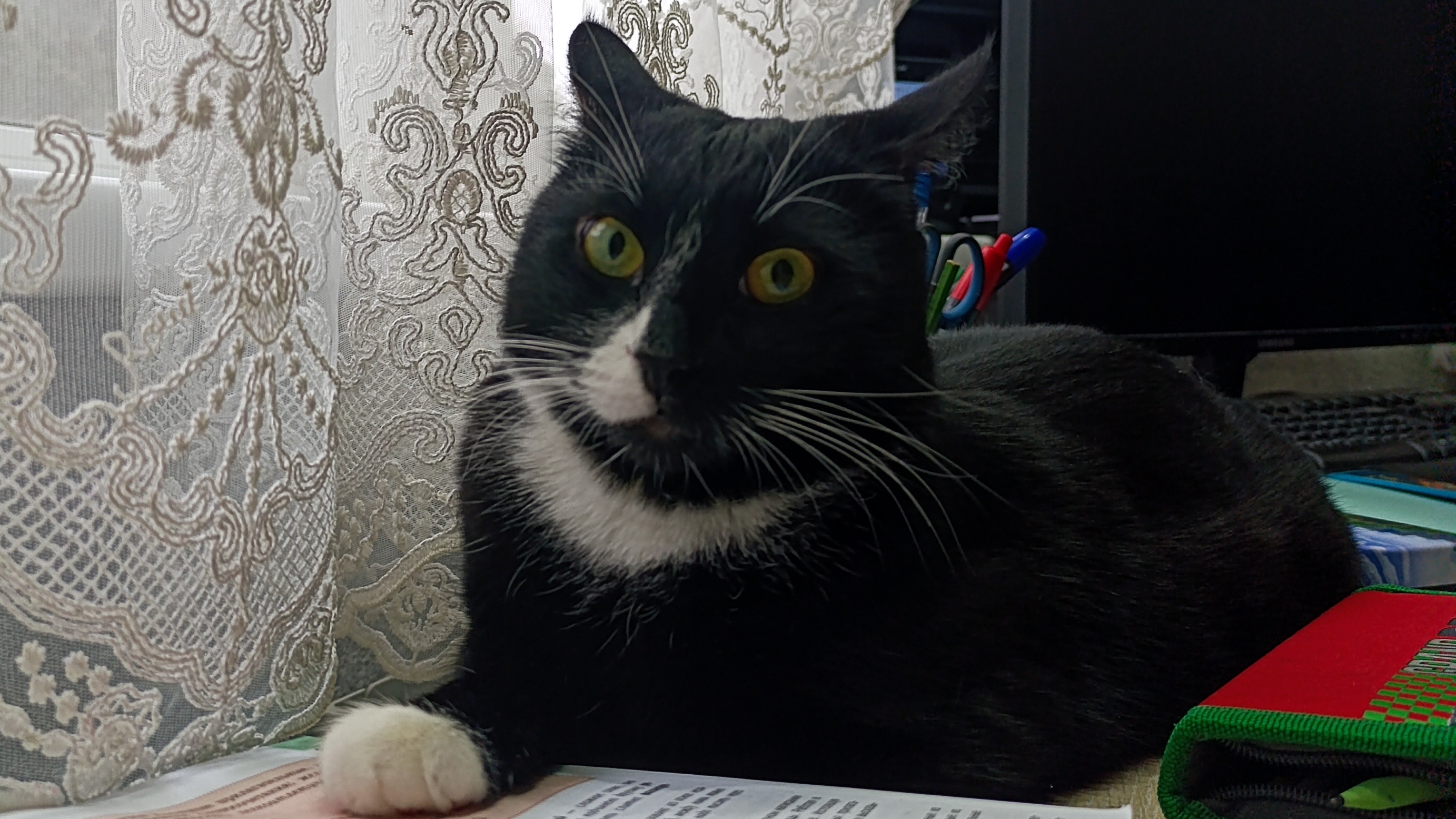 Кот Феликс