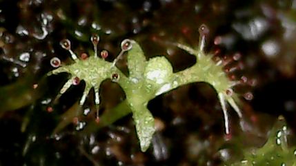Эксперимент 1.0. Drosera Hercules
