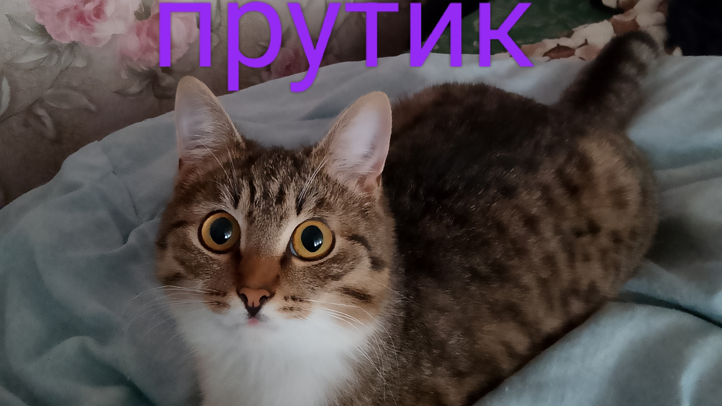 Тишка:)