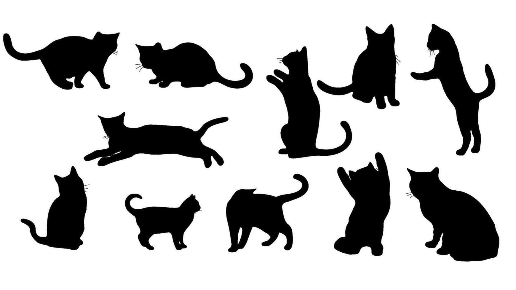 Портреты котиков.
