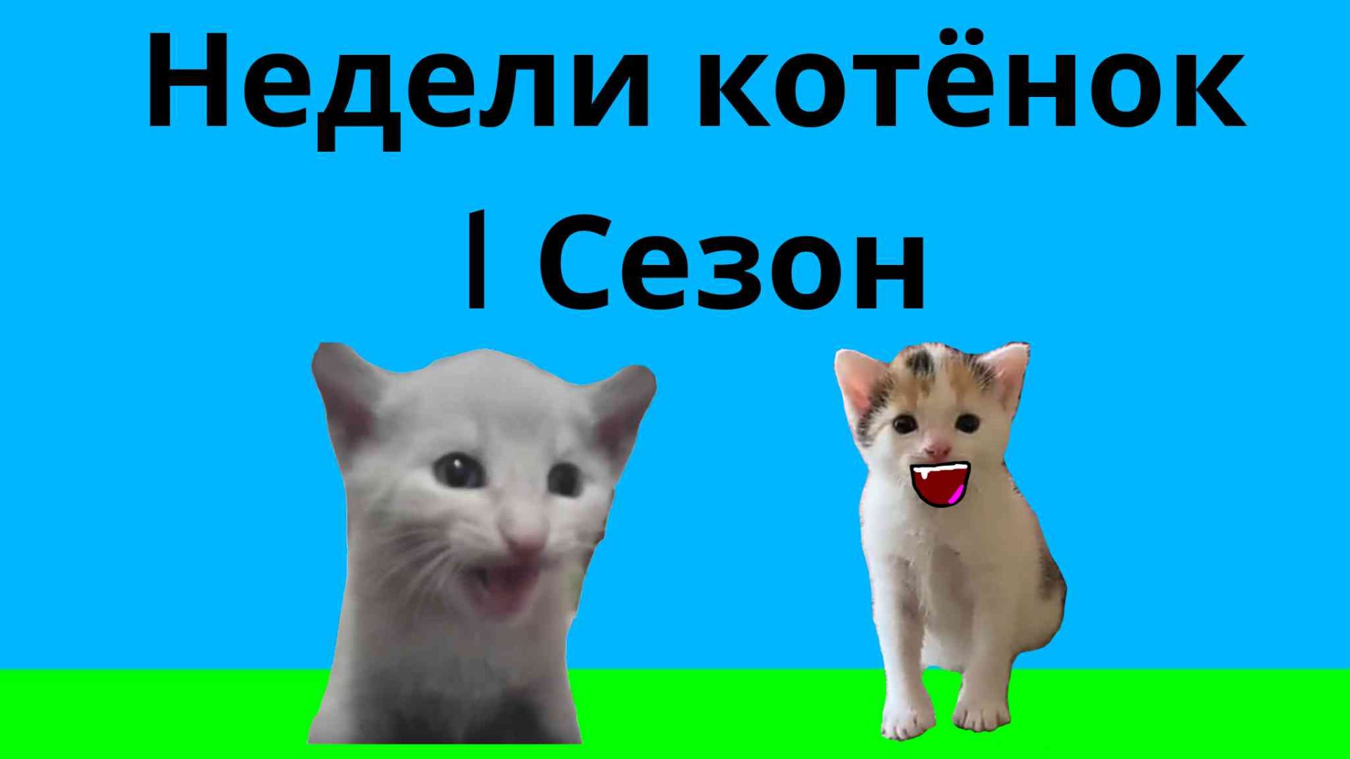 Недели котёнок Сезон 1