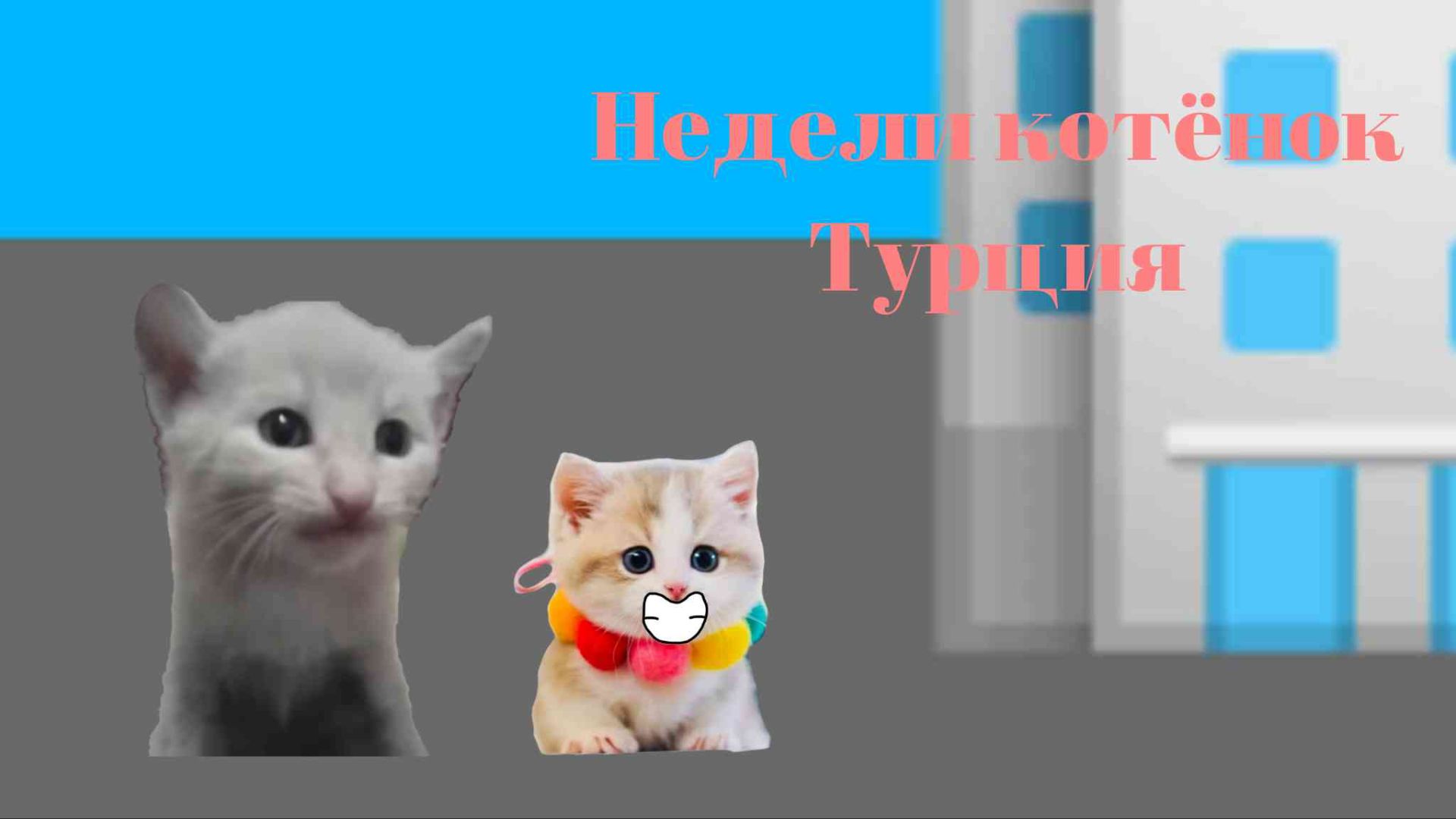 Недели котёнок Турция