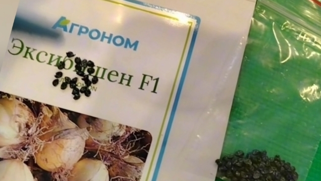 ЛУК В СИБИРИ. ВЫРАЩИВАНИЕ