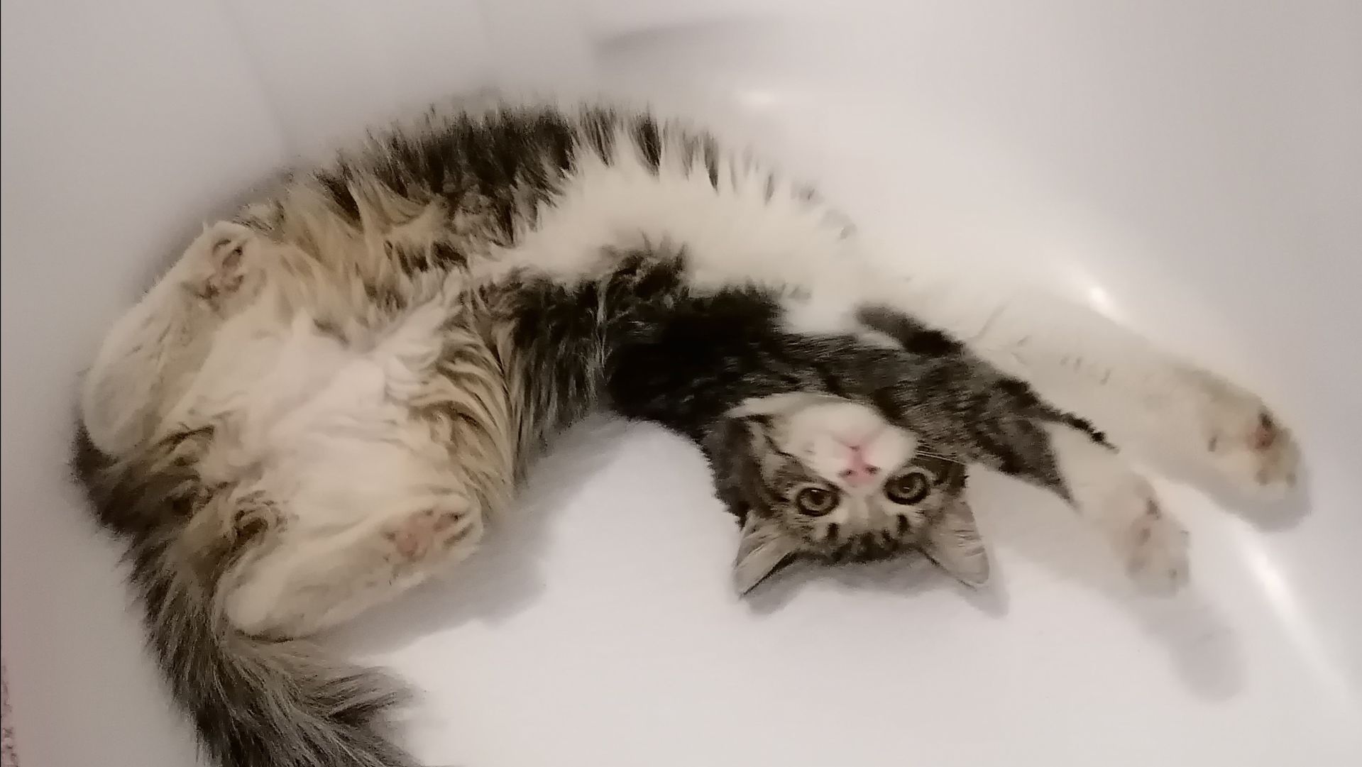 Котики
