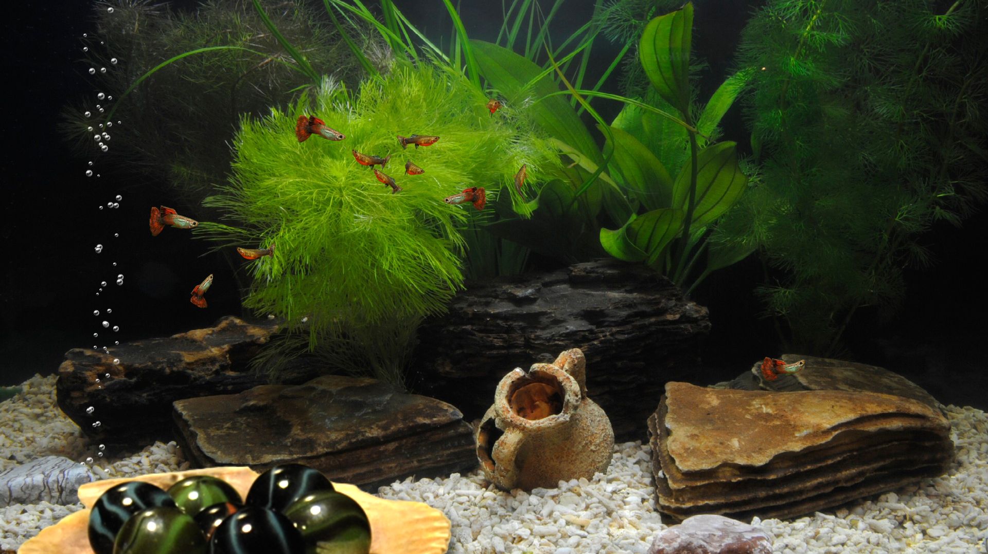 Аквариум🐠🐠🐠🐠