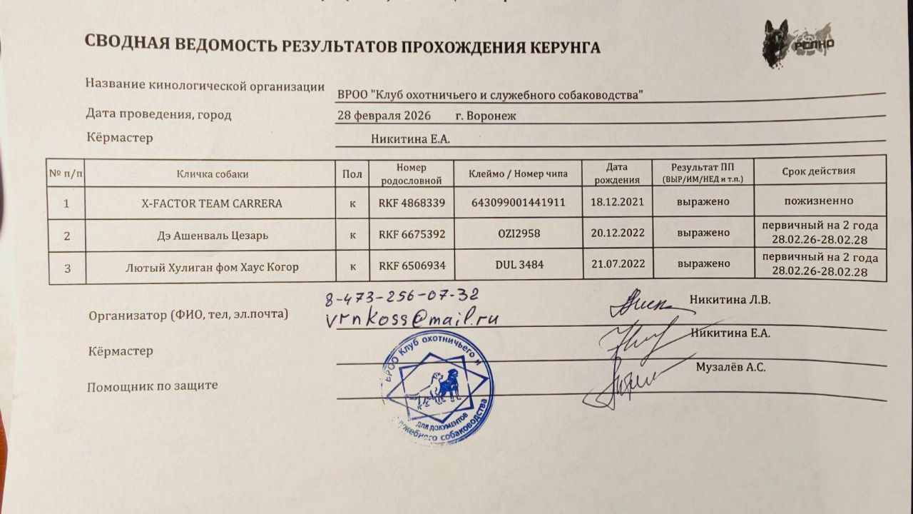 Кёрунг ВОРОНЕЖ 28 фев`26 (Е.Никитина) 3 собаки