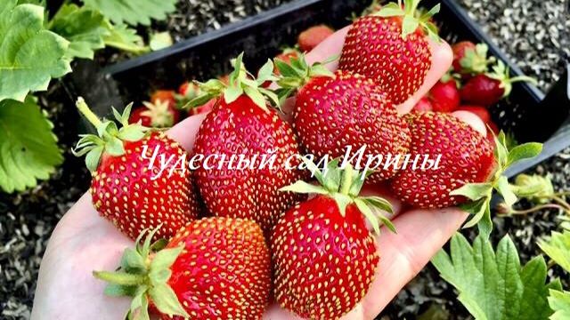 Земляника садовая крупноплодная