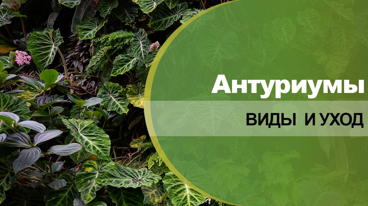 Антуриумы - сорта, виды, уход в домашних условиях.