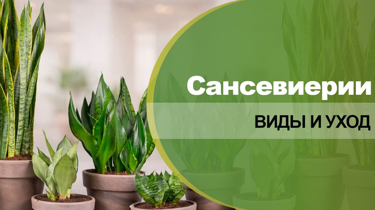 Сансевиерии - сорта, виды, уход в домашних условиях.