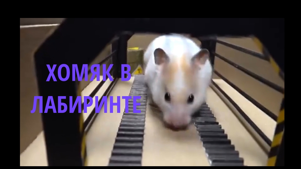 Приключения хомяка