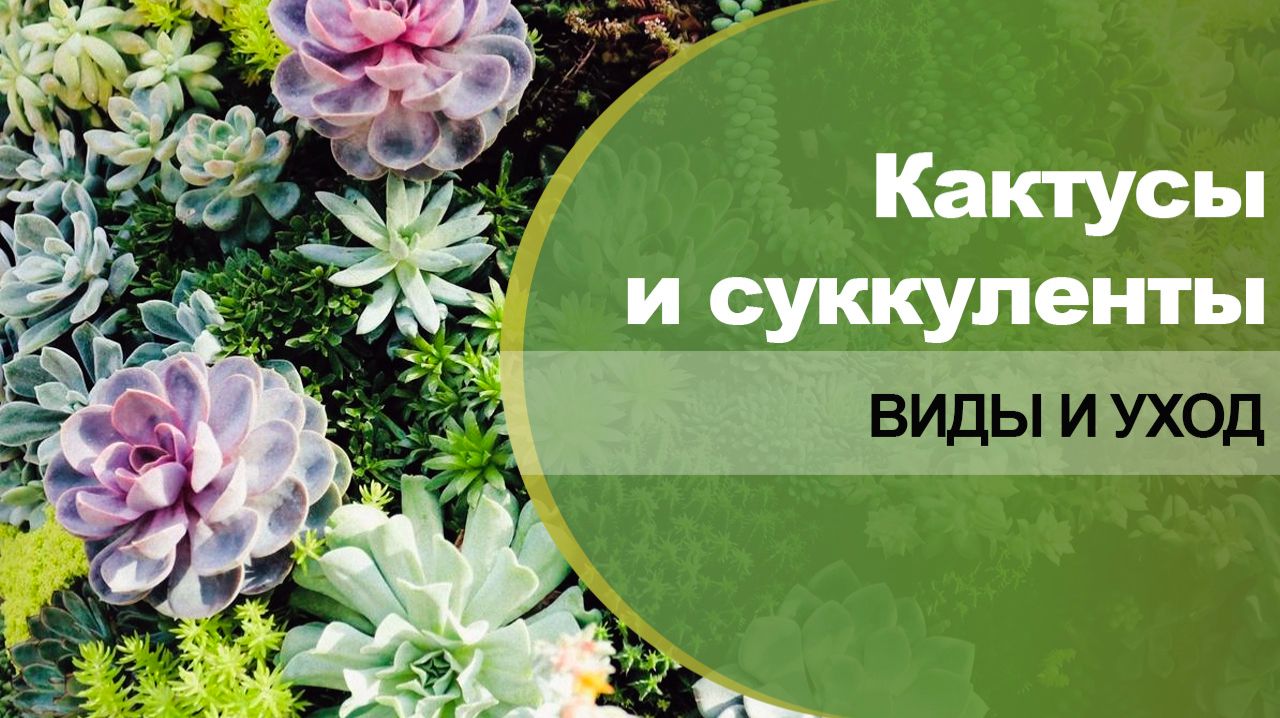 Кактусы и суккуленты - сорта, виды, уход в домашних условиях.
