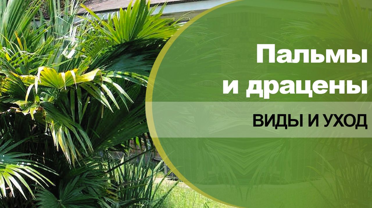 Пальмы и драцены - сорта, виды, уход в домашних условиях.