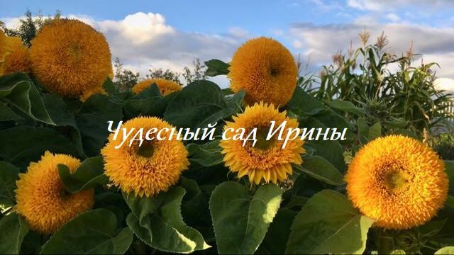 Декоративные овощи