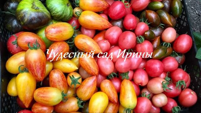 Томаты