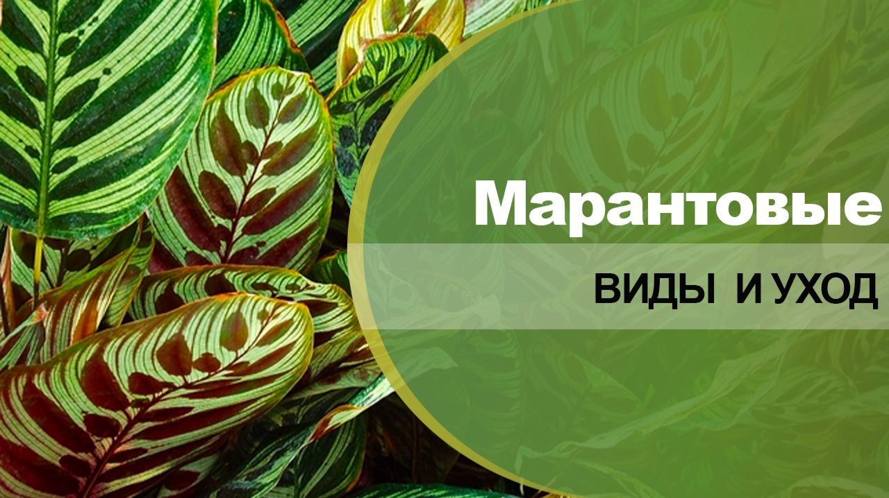 Марантовые - сорта, виды, уход в домашних условиях.