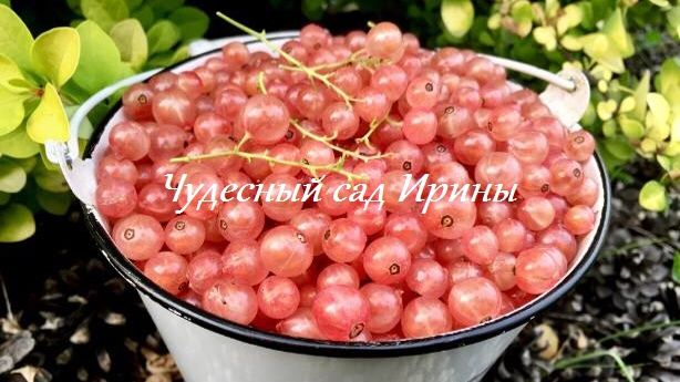 Ягодные кустарники. Смородина, крыжовник, жимолость