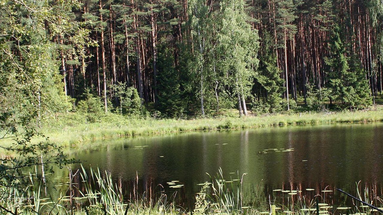 Животные Рыбалка