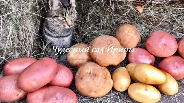 Картофель