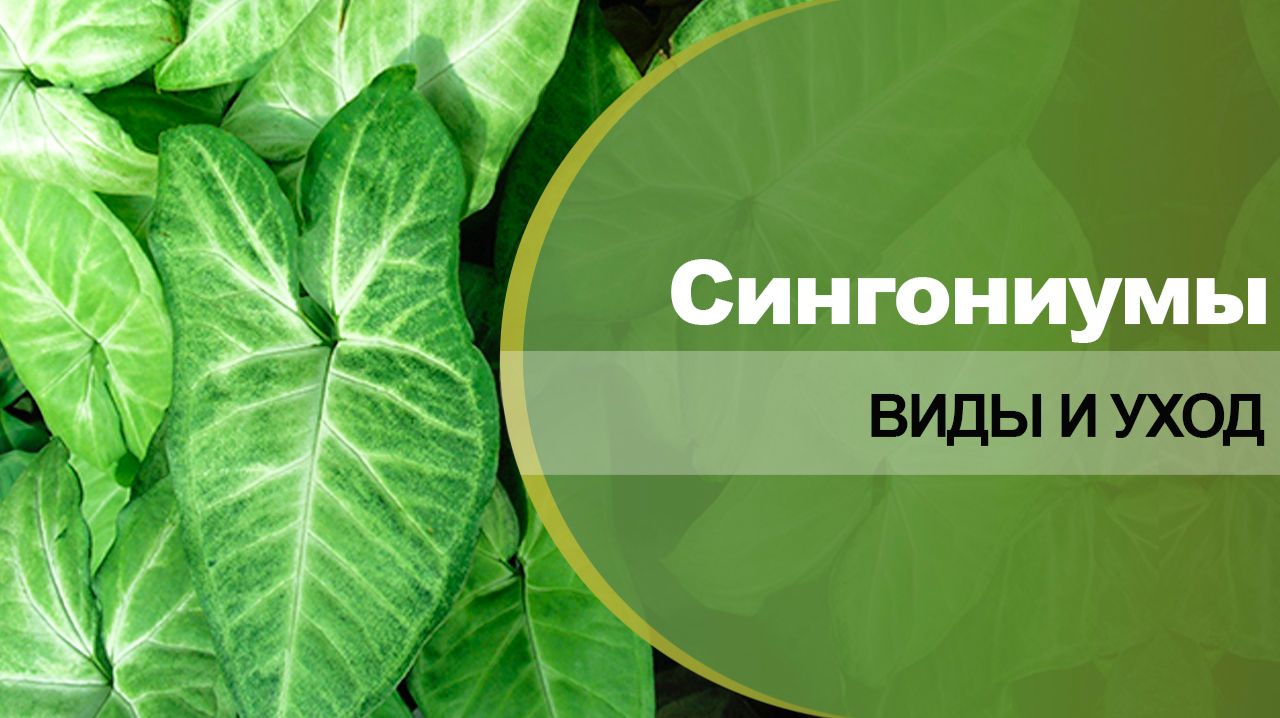 Сингониумы - сорта, виды, уход в домашних условиях.