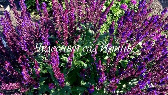 Многолетние растения
