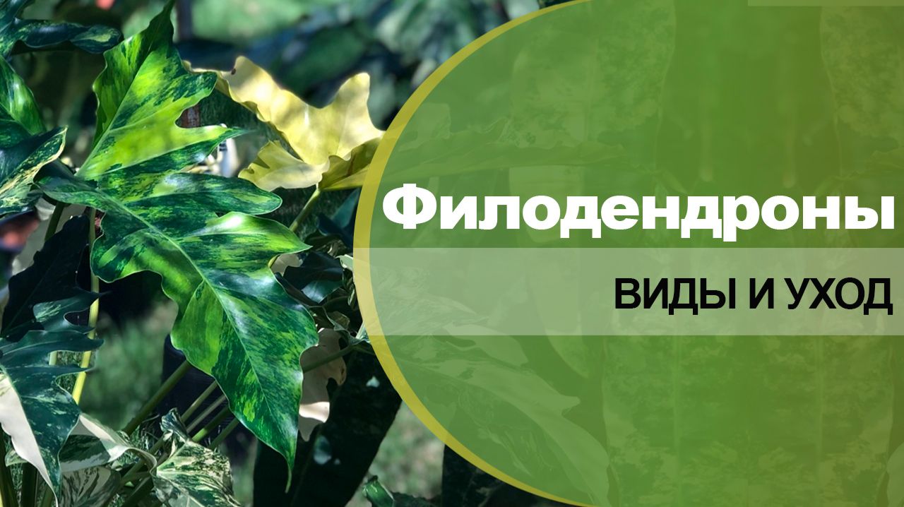 Филодендроны - сорта, виды, уход в домашних условиях.
