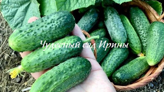 Огурцы