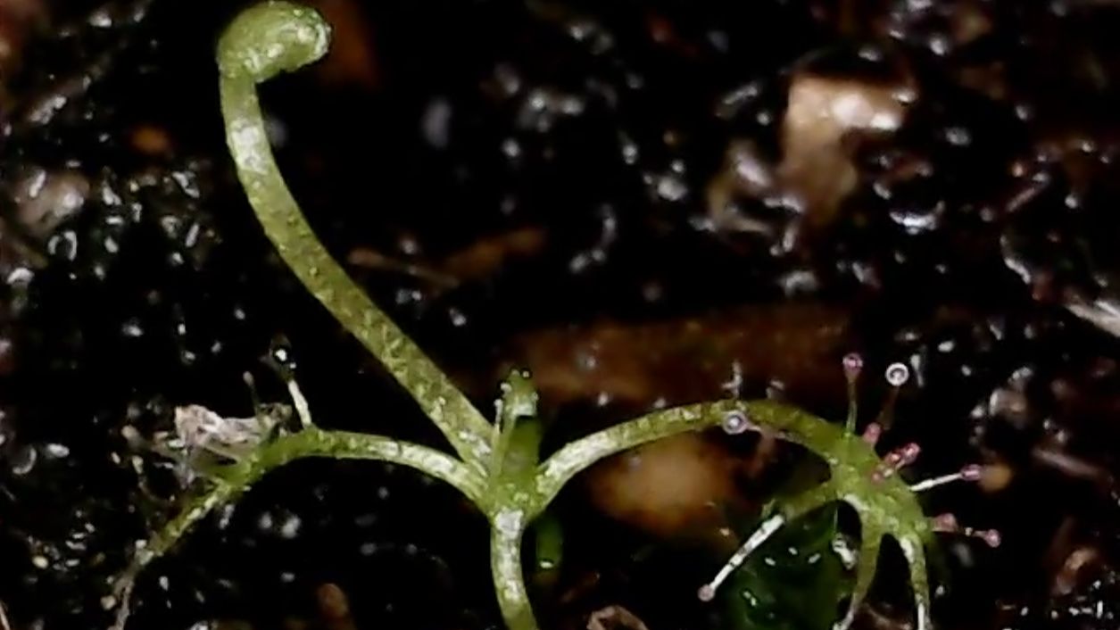 Эксперимент 2.1. Drosera binata multifida