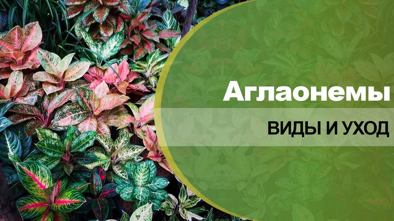 Аглаонемы - сорта, виды, пересадка,  уход в домашних условиях.
