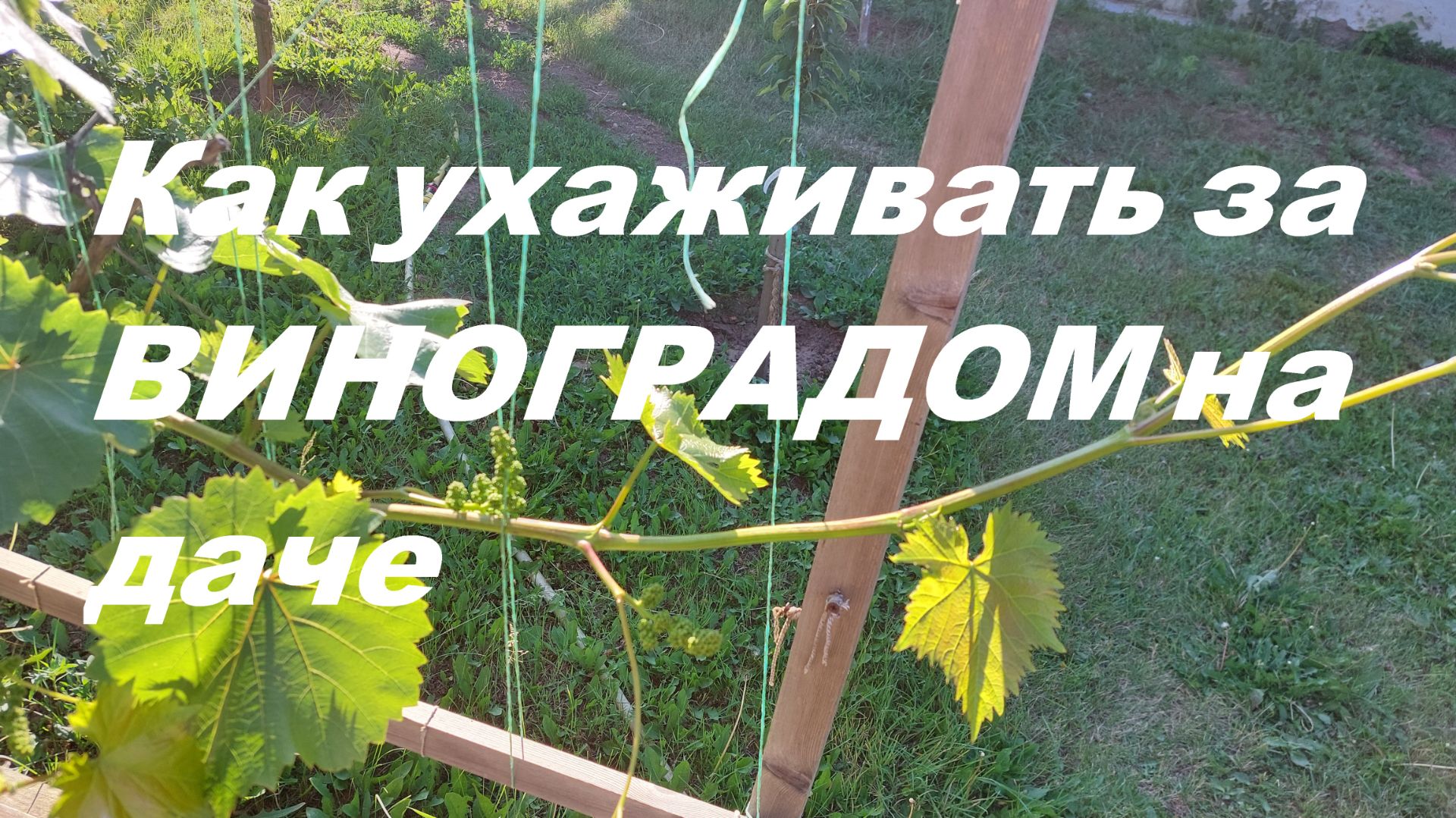Как ухаживать за ВИНОГРАДОМ на даче