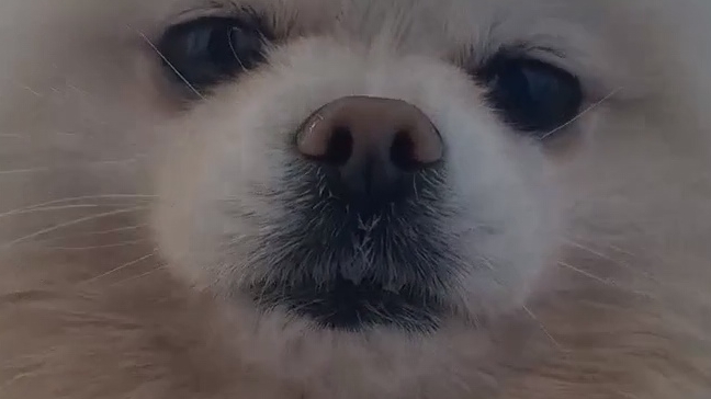 ШпицБуль Ресничка🐶🥰
