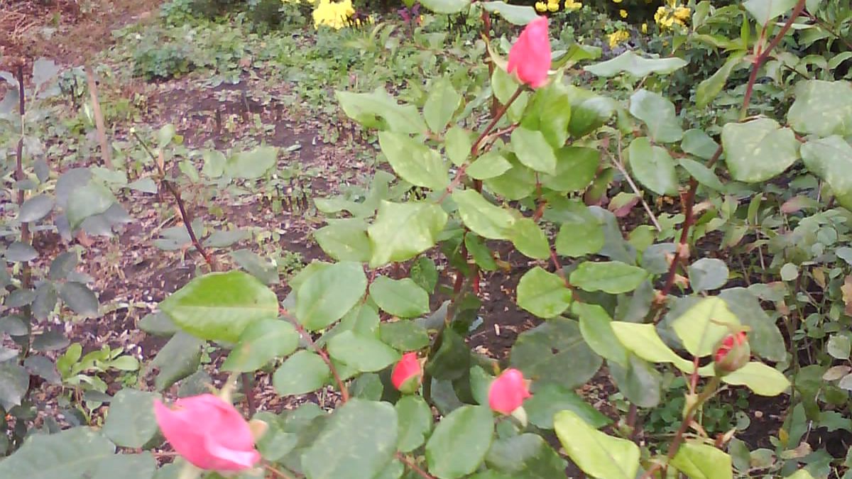 Природа