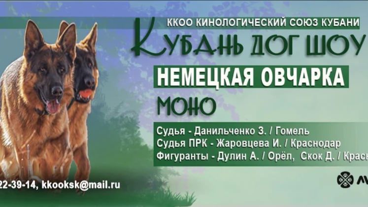 КЧК КРАСНОДАР 28 марта`26 З.Данильченко Моно немецких овчарок