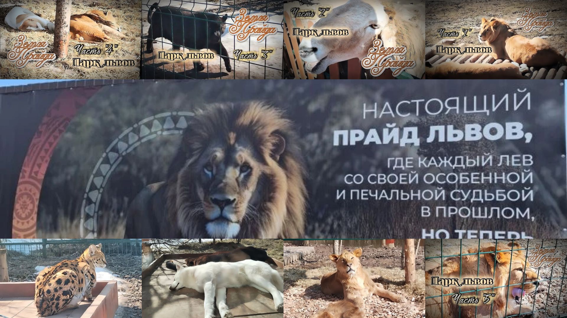 Зоопарк #Земля_Прайда. Парк Львов.