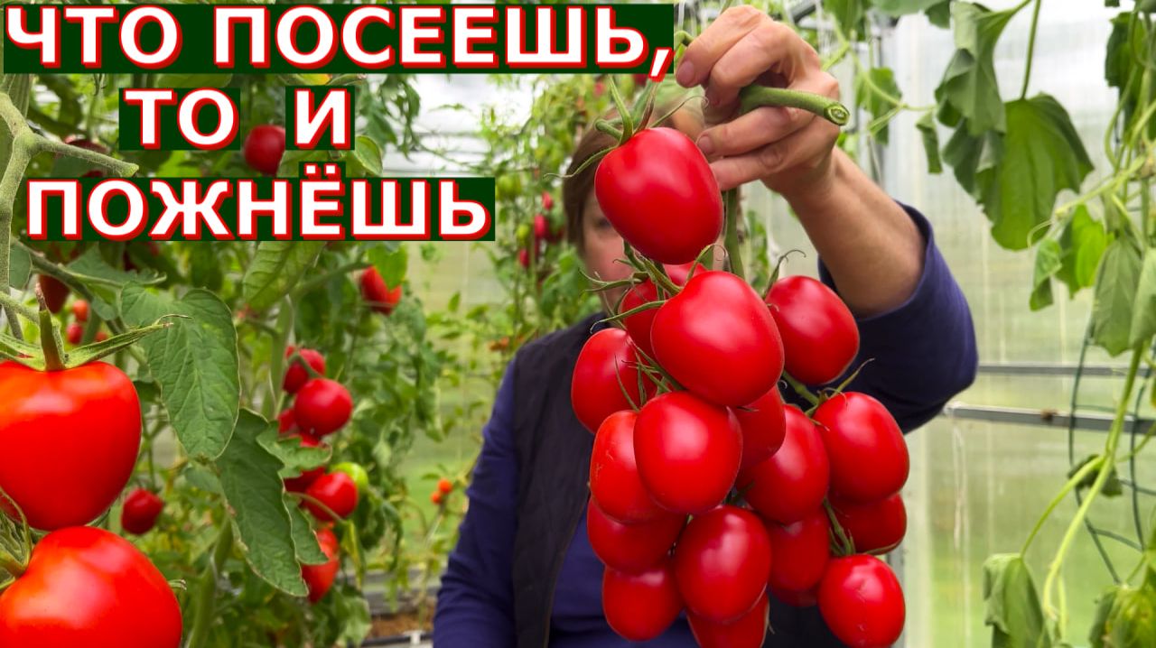 Сорта томатов